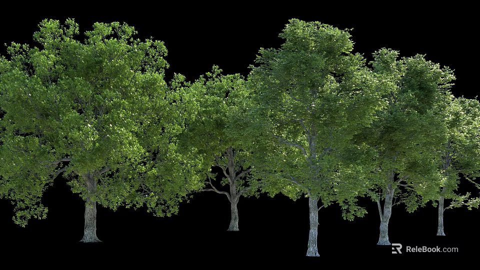 Tall Arbor Trees With Lush Green Foliage And Sturdy Trunks In Natural Arrangement 3d model 
