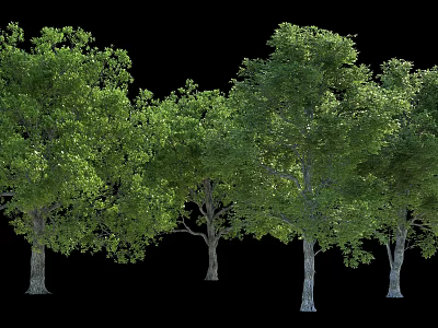 Tall Arbor Trees With Lush Green Foliage And Sturdy Trunks In Natural Arrangement 3d model