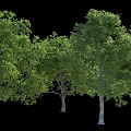Tall Arbor Trees With Lush Green Foliage And Sturdy Trunks In Natural Arrangement