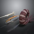 Vibrant Marine Aquatic Animals Featuring Swordfish Mackerel And Spiral Nautilus