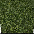 Beautiful Scenery Of Dense Lush Green Forested Hills Under Blue Sky With Floating White Clouds