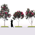 Trees With Vibrant Red Flowers And Green Grass In Garden With Person Silhouette