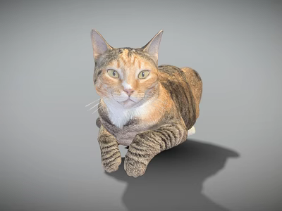 Striped Brown and Black Cat Lying on Gray Background with Bright Eyes 3d model