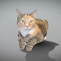 Striped Brown and Black Cat Lying on Gray Background with Bright Eyes