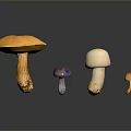 Vibrant Mushroom Collection with Diverse Shapes and Colorful Caps on Dark Background