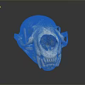 White Animal Skull With Detailed Teeth And Hollow Structure On Dark Background
