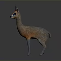 Orange and White Vicuna Animal With Blue Tipped Ears Black Nose Standing on Gray Background