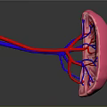 Commercial 3D Human Kidney Anatomical Model With Detailed Blood Vessel Structure