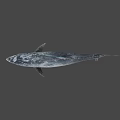 Fresh Whole Tuna Fish with Shiny Silver Scales and Firm Flesh for Seafood Meals