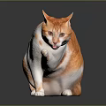 Orange and white cat sitting on shiny surface licking its paw in gray background