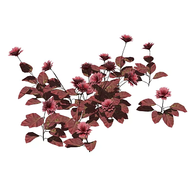 Lush Pink Flowers With Deep Red Leaves In Natural Garden Setting 3d model