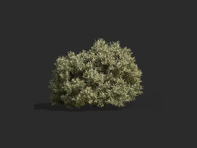 Lush Green Bush With Dense Foliage In 3D Rendered Isolated Gray Background 3d model