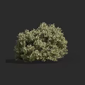 Lush Green Bush With Dense Foliage In 3D Rendered Isolated Gray Background