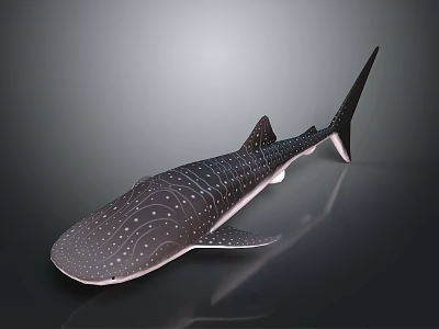 Detailed Whale Shark With Spotted Body On Gray Background Display Model 3d model