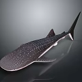 Detailed Whale Shark With Spotted Body On Gray Background Display Model