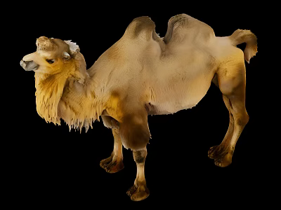 Brown Bactrian Camel With Long Hair Standing On Black Background 3d model