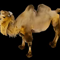 Brown Bactrian Camel With Long Hair Standing On Black Background 3d model