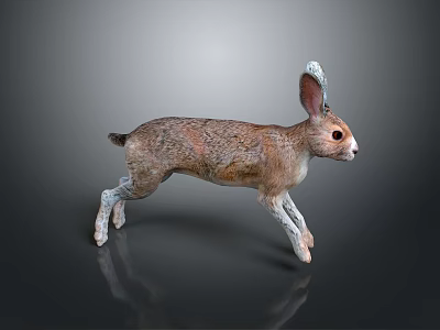 Running Brown And White Hare With Long Ears And Detailed Fur On Dark Background 3d model