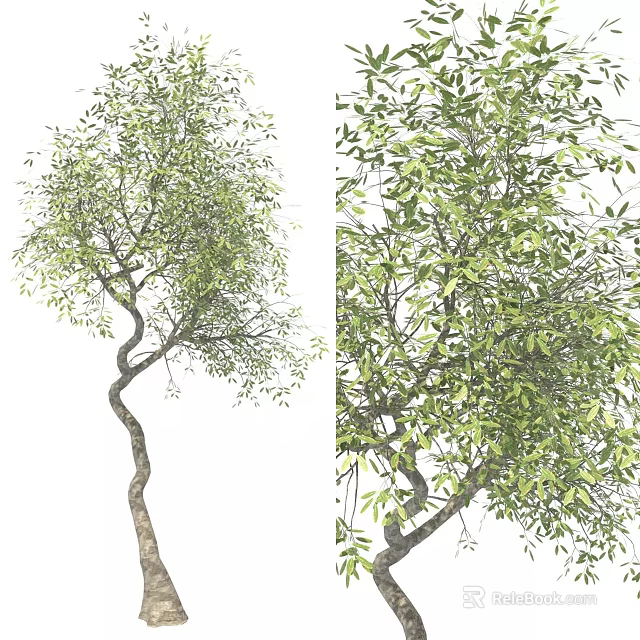 Arbor With Curved Trunk Lush Green Leaves And Natural Growth Shape 3d model 