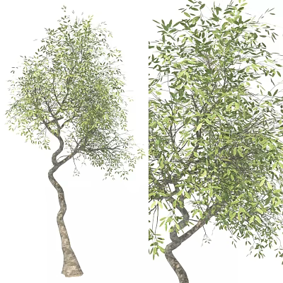 Arbor With Curved Trunk Lush Green Leaves And Natural Growth Shape 3d model
