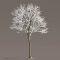 Snow Covered Arbor With White Branches And Brown Trunk In Gray Background