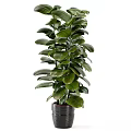 Healthy Potted Bonsai Plant With Lush Green Leaves In Dark Ceramic Pot