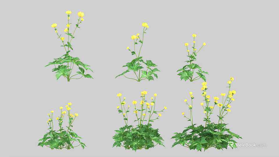 Yellow Flowers with Green Leaves in Various Plant Growth Forms 3d model 