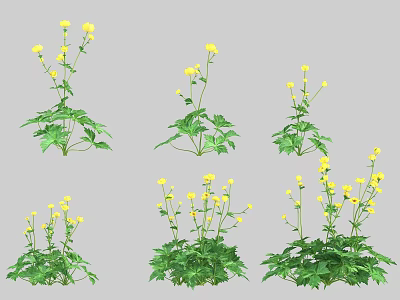 Yellow Flowers with Green Leaves in Various Plant Growth Forms 3d model