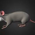 Cute 3D Cartoon Mouse With Gray Body White Belly And Pink Features On Black Background