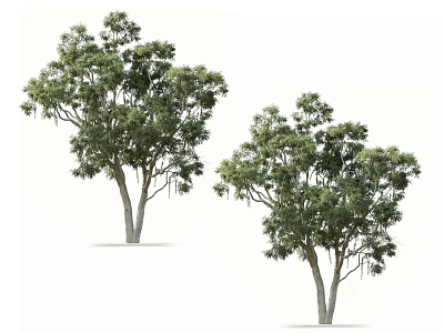 Two Arbor Trees With Green Leaves Lush Canopy And Natural Trunk 3d model