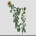 Sunflower Plant With Tall Green Stems Lush Leaves And Bright Yellow Blooms