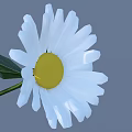 White Small Flowers With Green Stems And Leaves In Natural Clusters On Gray Background