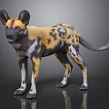 African Wild Dog With Yellow Black And White Spots Large Ears Standing On Gray Background