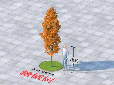 Sugar Maple Tree With Orange Leaves 3.5 Meters Tall On Gray Tiled Ground With Person 3d model