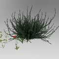 Arbor with Dense Green Foliage and Red Flower Among Surrounding Plants
