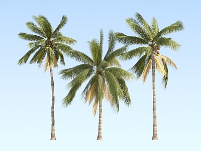 Modern Coconut Tree Cocoa Coconut model