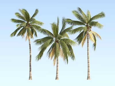 Three Tall Palm Trees With Green Fronds Against Clear Blue Sky 3d model