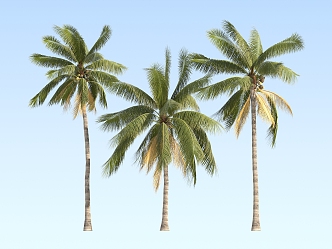 Modern Coconut Tree Cocoa Coconut 3d model