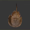 Horseshoe Crab With Copper Colored Carapace And Unique Tail On Dark Background
