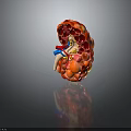 Human Kidney Anatomical Model Showing Internal Structure Blood Vessels And Detailed Medical Education Features