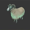 Single Thick Woolly Sheep With Curved Horns Standing On White Background