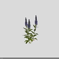 Purple Flowers With Green Stems And Leaves Measuring About 25 Cm