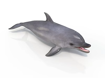 Gray Dolphin With Open Mouth And Shiny Surface On White Background 3d model
