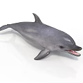 Gray Dolphin With Open Mouth And Shiny Surface On White Background 3d model