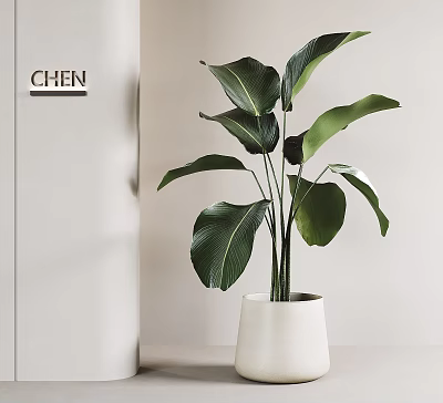 Modern Indoor Potted Plant With Fresh Green Leaves And Simple White Ceramic Pot 3d model