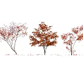 Three Graceful Arbor Trees With Red Autumn Leaves And Falling Foliage