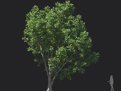 Evergreen Arbor With Lush Green Foliage And Strong Trunk For Outdoor Landscape Decoration 3d model