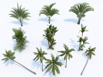 Various Types of Tall Palm Trees Showcasing Different Leaf Shapes and Trunk Forms 3d model