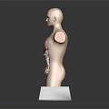Human Torso Model with Hair Showing Internal Organs Lungs and Intestines