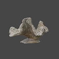 Unique Porous Coral Like Marine Structure With Natural Textured Surface